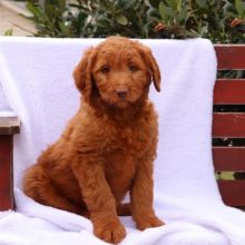 Healthy Goldendoodle Puppies