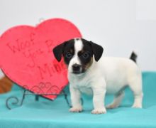 Healthy Jack Russell Terrier Puppies