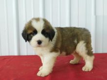 Healthy Saint Bernard Puppies