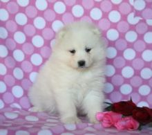 Healthy Samoyed Puppies