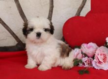 Healthy Shih Tzu Puppies