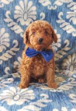 Healthy Toy Poodle Puppies