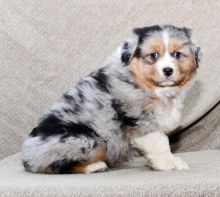 Home Raised Australian Shepherd Puppies