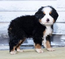 Home Raised Bernese Mountain Puppies
