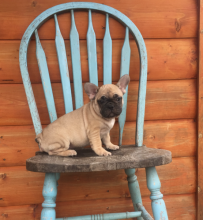 Home Raised French Bulldog Puppies