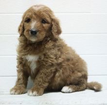 Home Raised Goldendoodle Puppies