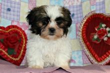 Home Raised Shih Tzu Puppies