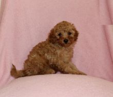 Home Raised Toy Poodle Puppies