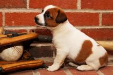 Jack Russell Terrier Puppies For Re-homing