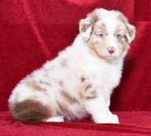 Male and Female Australian Shepherd Puppies