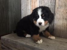 Male and Female Bernese Mountain Puppies