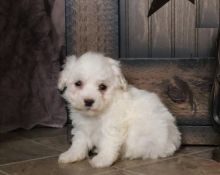 Male and Female Bichon Frise Puppies