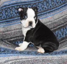 Male and Female Boston Terrier Puppies