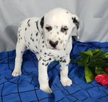 Male and Female Dalmatian Puppies