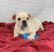 Male and Female French Bulldog Puppies