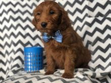 Male and Female Goldendoodle Puppies