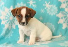 Male and Female Jack Russell Terrier Puppies