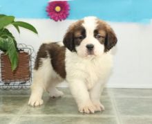 Male and Female Saint Bernard Puppies