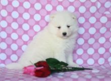 Male and Female Samoyed Puppies