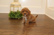 Male and Female Toy Poodle Puppies