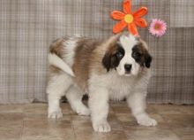 Saint Bernard Puppies For Re-homing