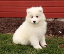 Samoyed Puppies For Re-homing