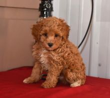 Toy Poodle Puppies For Re-homing