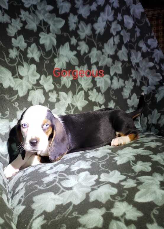 CKC Basset Hound Puppies Image eClassifieds4u