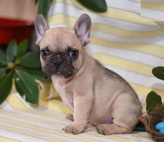 French Bulldog Puppies For Re-homing Image eClassifieds4u