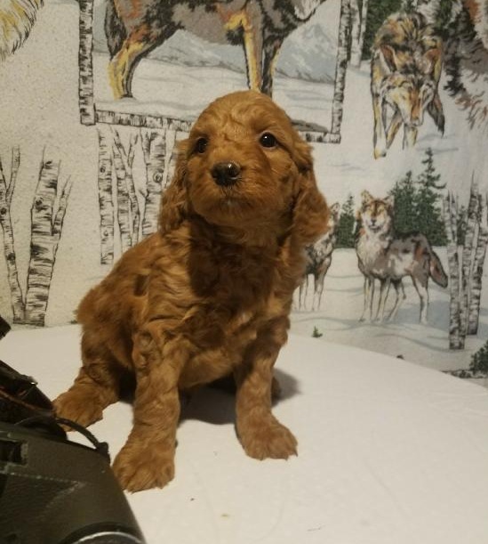 Goldendoodle Puppies For Re-homing Image eClassifieds4u