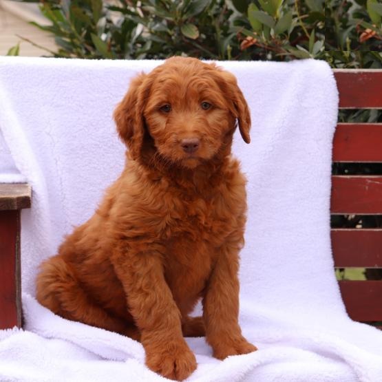 Healthy Goldendoodle Puppies Image eClassifieds4u