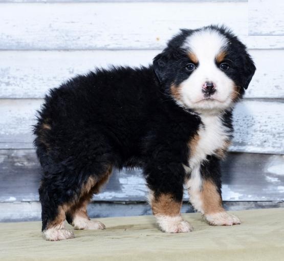 Home Raised Bernese Mountain Puppies Image eClassifieds4u