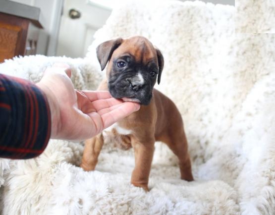 Home Raised Boxer Puppies Image eClassifieds4u