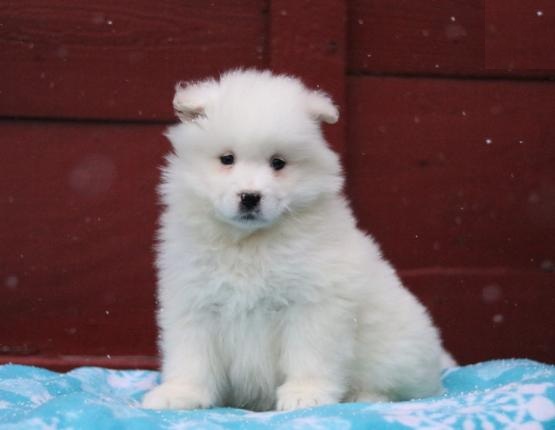 Home Raised Samoyed Puppies Image eClassifieds4u