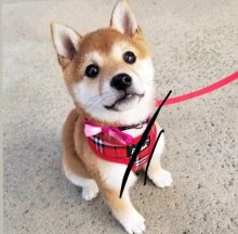 🐾💝🐾 Beautiful 🐾💝🐾 Ckc Shiba Inu Puppies Available🐾💝 Image eClassifieds4U