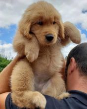 ☂️Fantastic   ☂️ Ckc  ☂️ Golden Retrievers Puppies  ☂️ ☂️ ☂️Email at us Image eClassifieds4U