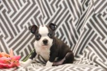 Boston Terrier Puppies For Re-homing Image eClassifieds4U