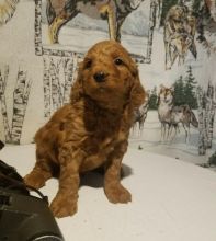 Goldendoodle Puppies For Re-homing Image eClassifieds4U