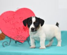 Healthy Jack Russell Terrier Puppies Image eClassifieds4U
