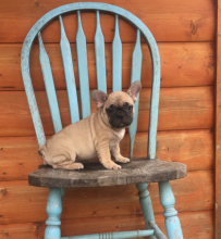 Home Raised French Bulldog Puppies Image eClassifieds4U