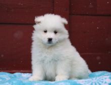 Home Raised Samoyed Puppies Image eClassifieds4U