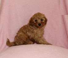 Home Raised Toy Poodle Puppies Image eClassifieds4U