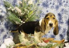 Male and Female Basset Hound Puppies Image eClassifieds4U