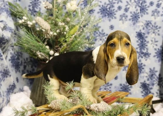 Male and Female Basset Hound Puppies Image eClassifieds4u