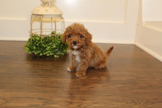 Male and Female Toy Poodle Puppies Image eClassifieds4u