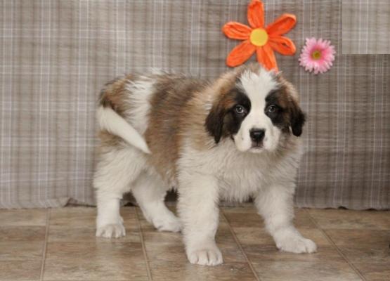 Saint Bernard Puppies For Re-homing Image eClassifieds4u