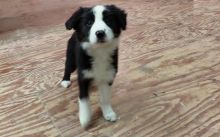 Border Collie Puppies For Re-homing