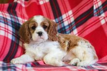 Cavalier King Charles Spaniel Puppies For Re-homing