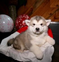 CKC Alaskan Malamute Puppies