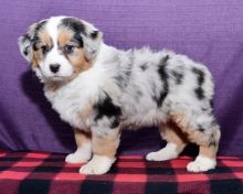 CKC Australian Shepherd Puppies